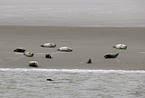 common seals on a sandbank