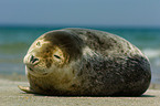 seal