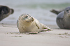 seal