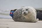 seal