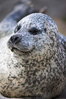 common seal