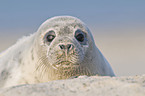 common seal