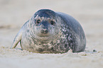 common seal