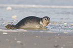 harbor seal