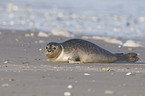 harbor seal