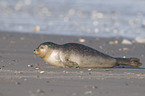 harbor seal