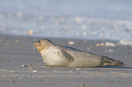 harbor seal