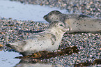 harbor seals