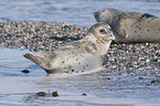 harbor seals