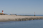 harbor seals