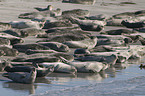 harbor seals