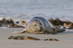 harbor seal