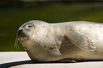 common harbor seal