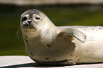 common harbor seal