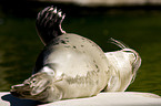 common harbor seal