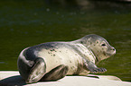 common harbor seal