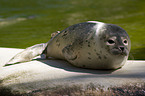 common harbor seal