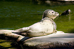 common harbor seal