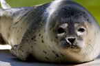 common harbor seal