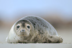 harbor seal