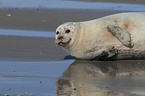 common harbor seal