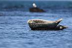 common harbor seal