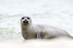 common harbor seal