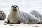 common harbor seal