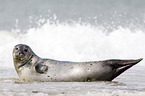 common harbor seal