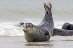 common harbor seal