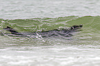 common harbor seal