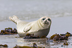 common harbor seal