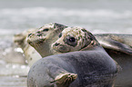 common harbor seals