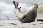 common harbor seal