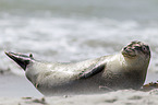 common harbor seal