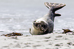 common harbor seal