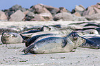 common harbor seals