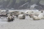 common harbor seal