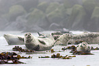 common harbor seal