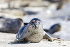 common harbor seal