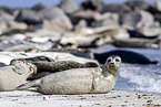 common harbor seal