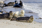 common harbor seal