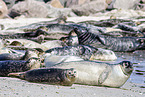 common harbor seal