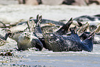 common harbor seal