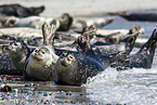common harbor seal