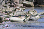 Common Seals