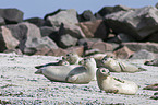 Common Seals