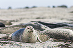 Common Seals