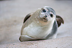 common seal