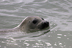 common seal